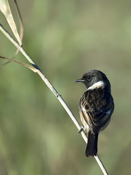 Mustapäätasku, European Stonechat, Saxicola rubicola